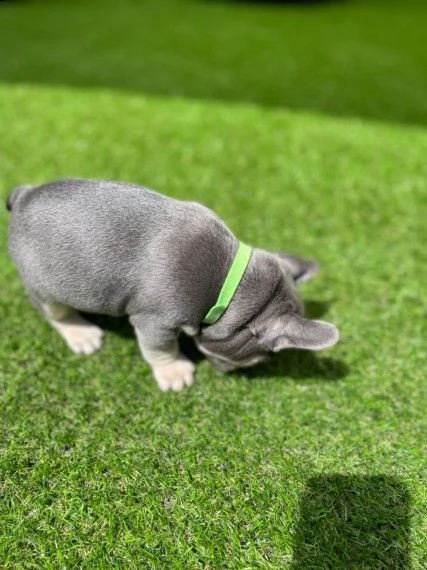bulldog francese lilac e tan | Foto 0