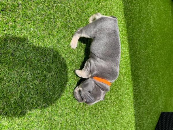 bulldogue francese cuccioli belli cuccioli | Foto 1
