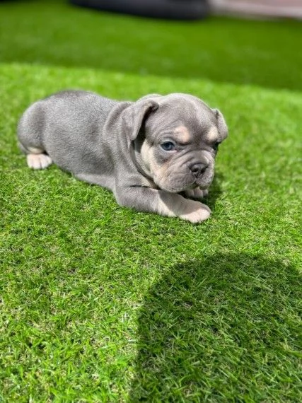 bulldogue francese cuccioli belli cuccioli