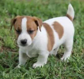 bellissimi cuccioli jack russell disponibili per l'adozione gratuita. i cuccioli sono molto sani gio