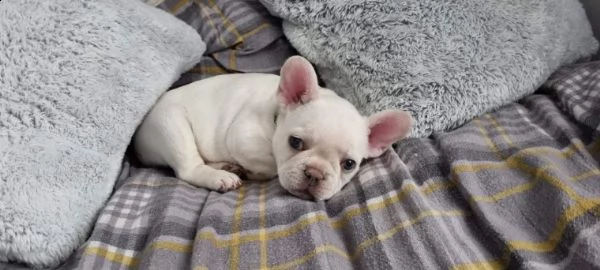 cuccioli bouledogue francese  | Foto 3