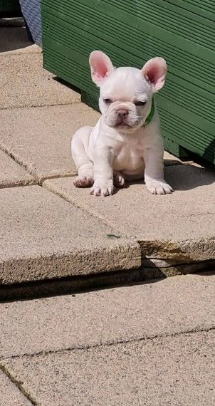 cuccioli bouledogue francese  | Foto 2