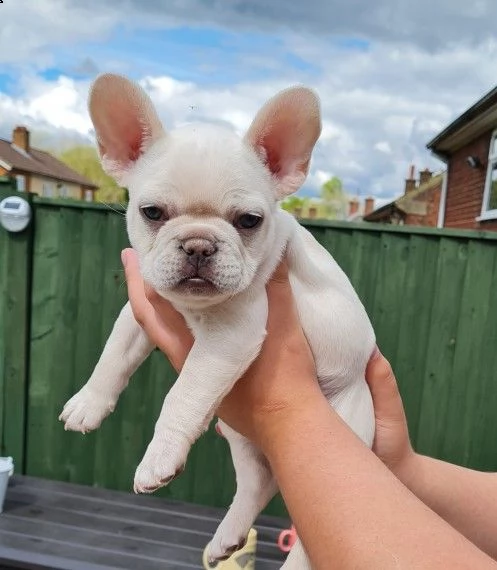 cuccioli bouledogue francese  | Foto 1