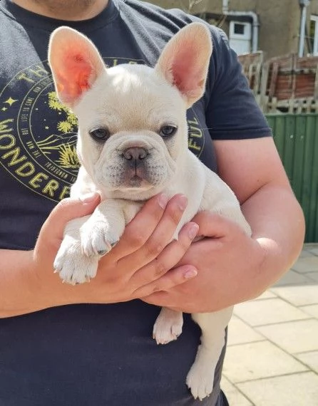 cuccioli bouledogue francese  | Foto 0
