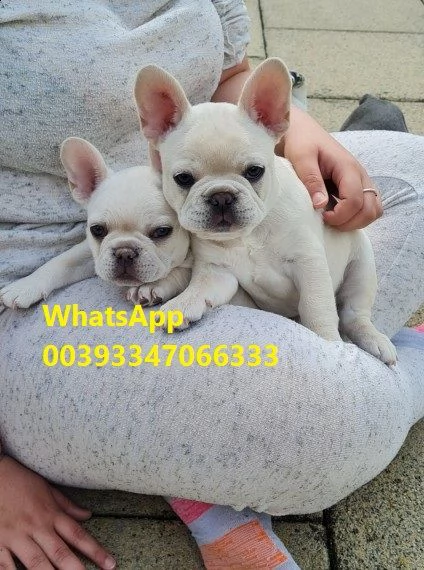 cuccioli bouledogue francese 