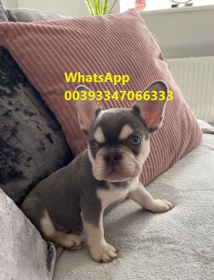 cuccioli bouledogue francese pronti