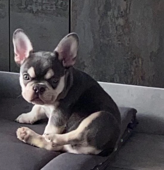cuccioli bouledogue francese pronti | Foto 1