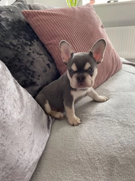 cuccioli bouledogue francese pronti | Foto 0