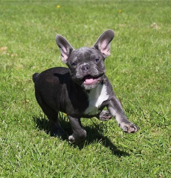  bouledogue francese