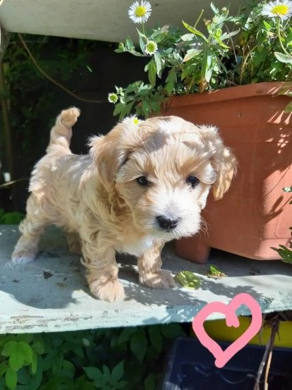 meravigliosa cucciolata maltipoo | Foto 1