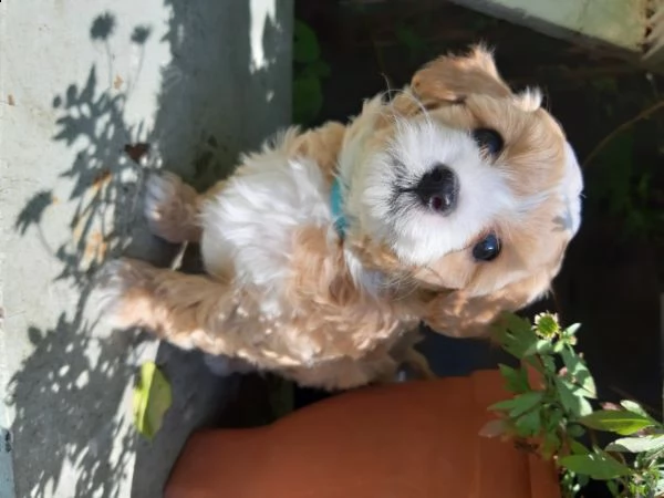 meravigliosa cucciolata maltipoo | Foto 0