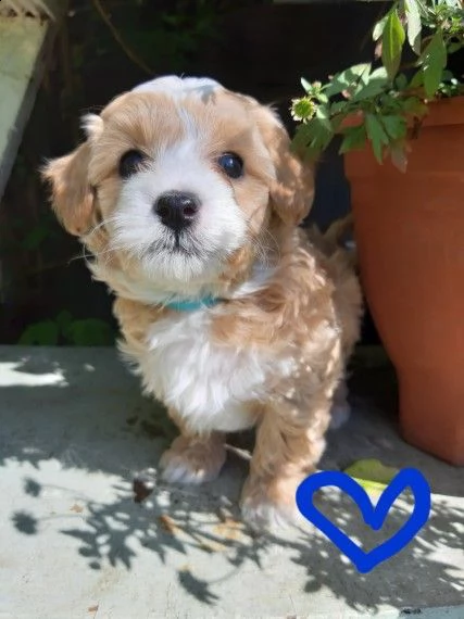 meravigliosa cucciolata maltipoo