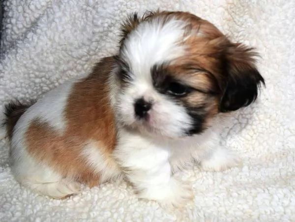 cuccioli di shih tzu disponibili in adozione | Foto 1