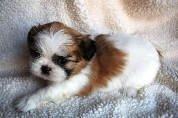 cuccioli di shih tzu disponibili in adozione | Foto 0