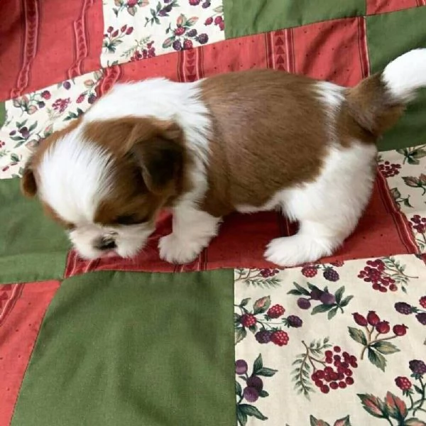 cuccioli di shih tzu disponibili in adozione