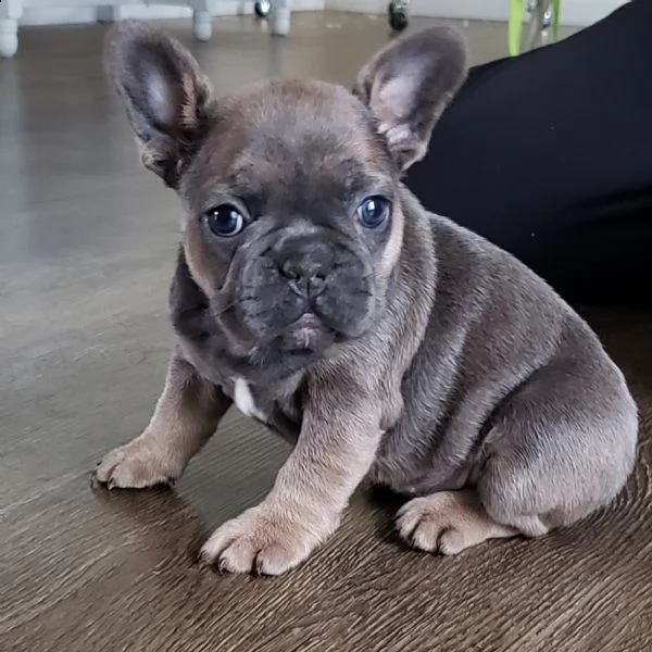 cuccioli bulldog francese disponibili in adozione | Foto 0