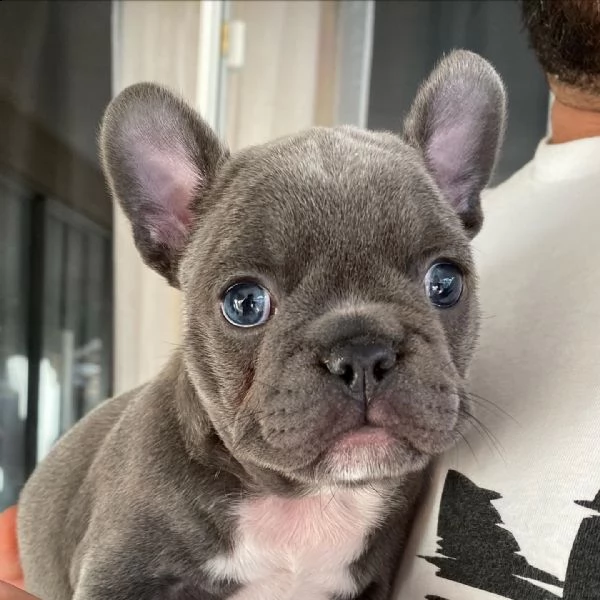 cuccioli bulldog francese disponibili in adozione