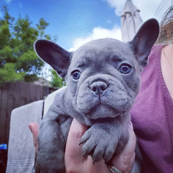cuccioli di bulldog francese disponibili ora