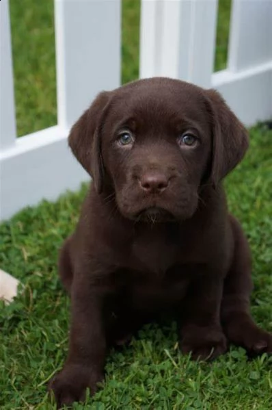 cuccioli labrador disponibili subito