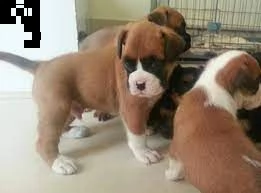 bellissimi cuccioli boxer  disponibili per l'adozione gratuita. i cuccioli sono molto sani giocosi i