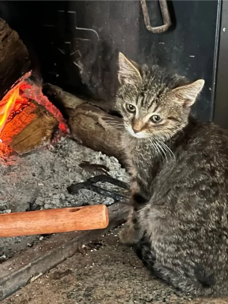 Gattina tigrata in adozione | Foto 5