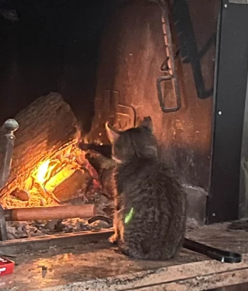 Gattina tigrata in adozione | Foto 4