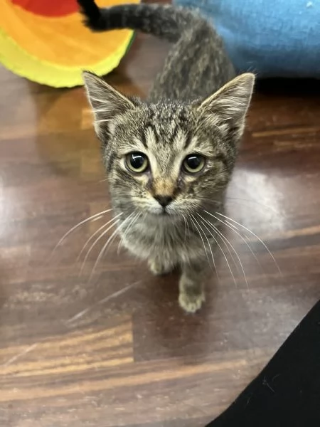 Gattina tigrata in adozione | Foto 3