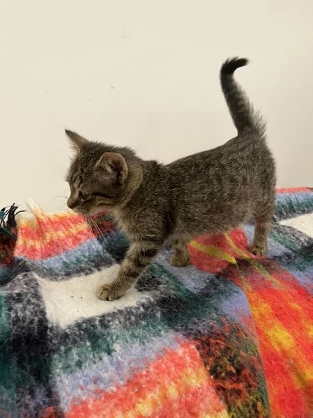 Gattina tigrata in adozione | Foto 2