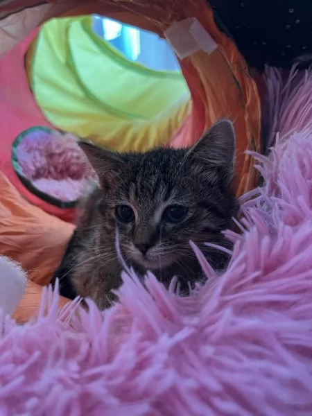 Gattina tigrata in adozione