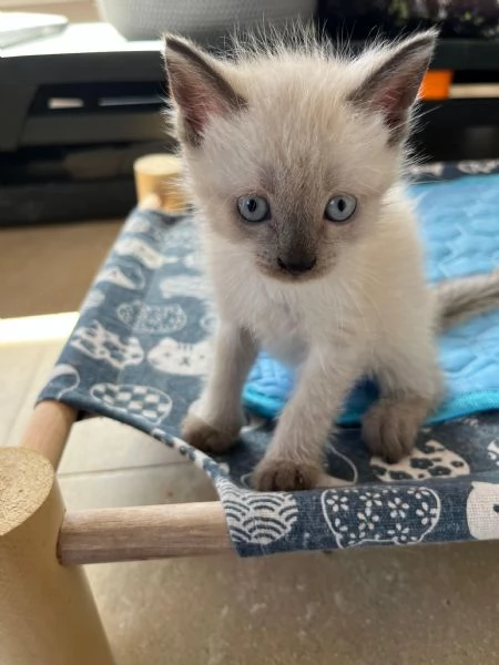 Cuccioli maschi siamesi thai