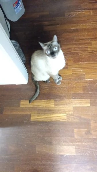Cuccioli maschi siamesi thai | Foto 4