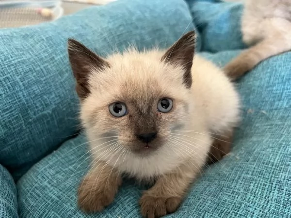 Cuccioli maschi siamesi thai | Foto 3