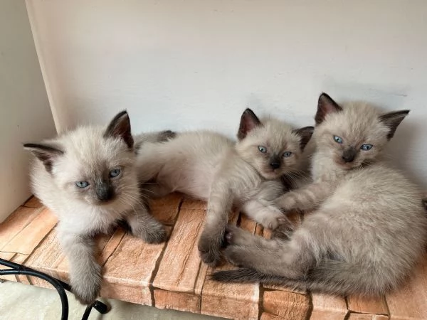 Cuccioli maschi siamesi thai | Foto 2