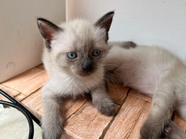 Cuccioli maschi siamesi thai | Foto 0