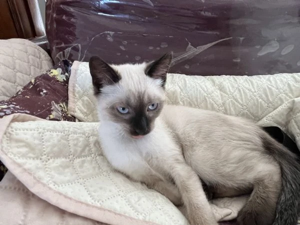 Ultimo maschietto siamese