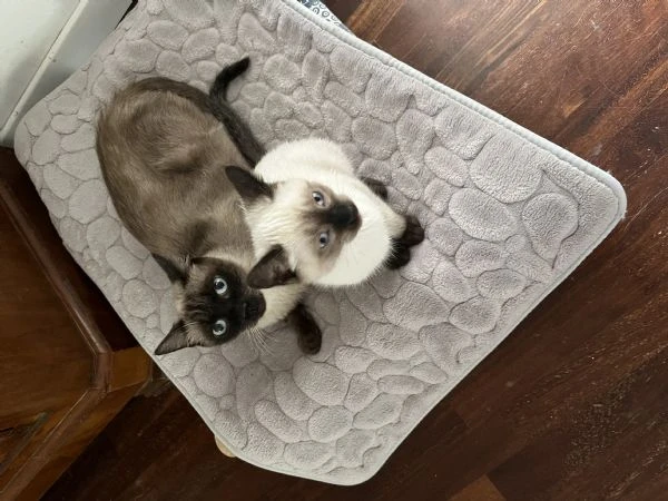 Ultimo maschietto siamese | Foto 4
