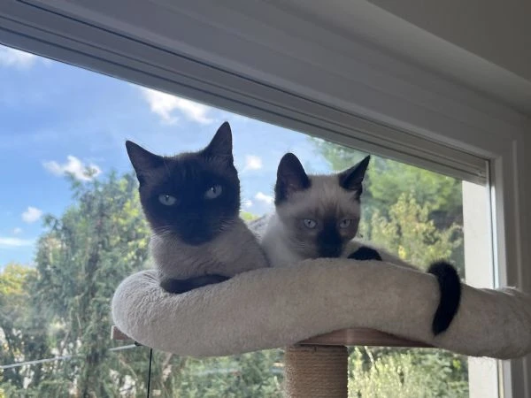 Ultimo maschietto siamese | Foto 3