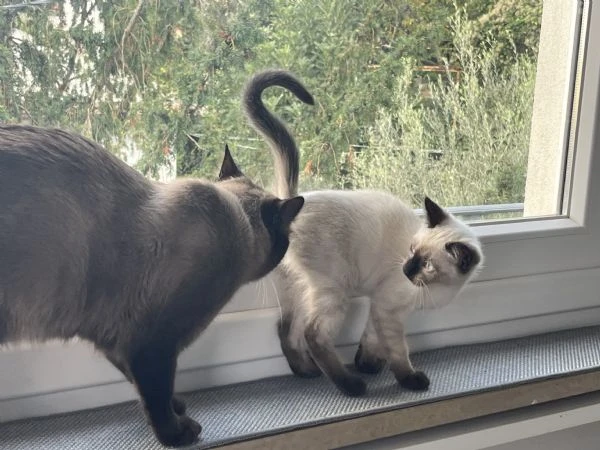 Ultimo maschietto siamese | Foto 2