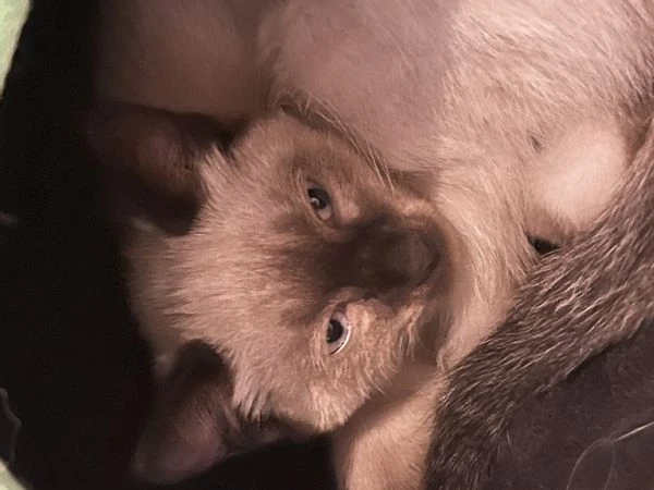 Ultimo maschietto siamese | Foto 1