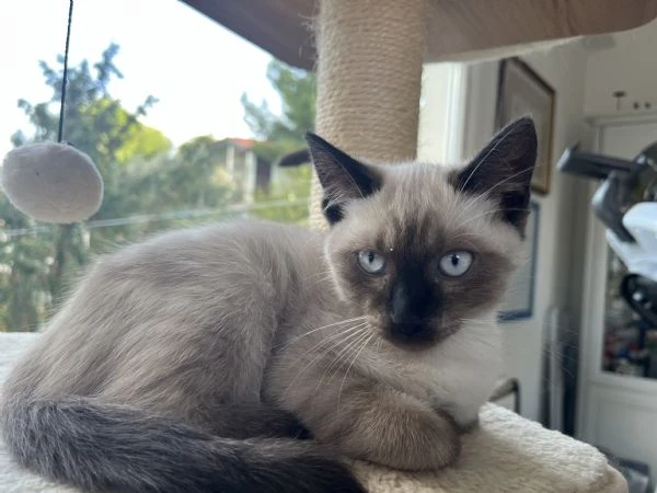 Ultimo maschietto siamese | Foto 0
