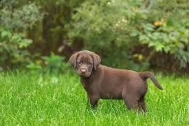 cuccioli di labrador retriever | Foto 0
