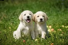 cuccioli di labrador retriever