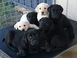 cuccioli di labrador retriever registrati