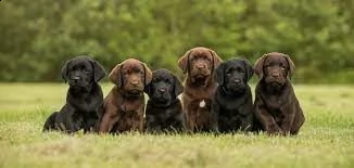 //////cuccioli di labrador retriever