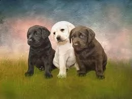  '''''''''''''cuccioli di labrador retriever disponibili''''