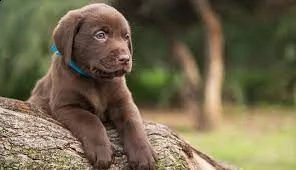 cuccioli di labrador retriever allevati in casa