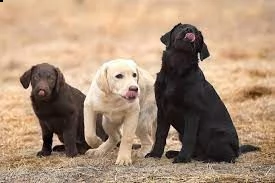 ==cuccioli di labrador retriever allevati in casa