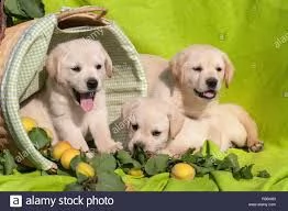 2cuccioli di labrador retriever allevati in casa