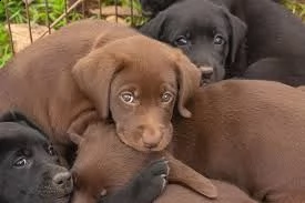 tiny adorable baby ha allevato cuccioli di labrador retriever
