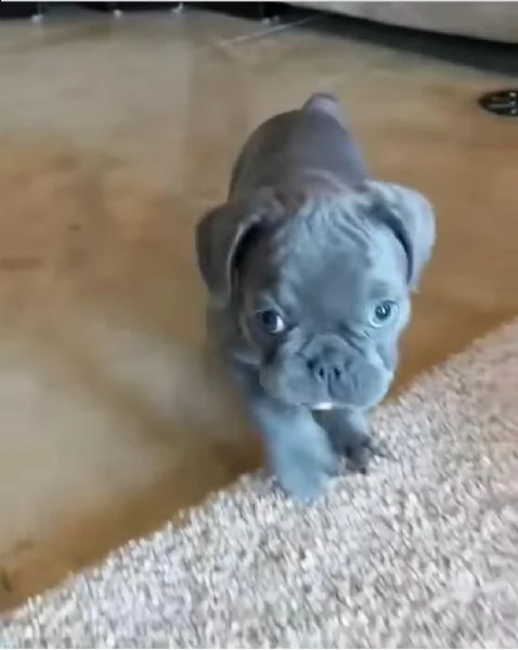 regalo cucciolo regalo cuccioli di bulldog francese